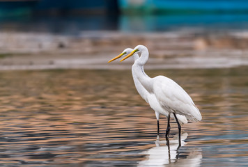 White Egret on a lagoon