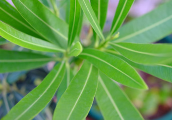 Close top view of fresh leaves, symmetry in nature, very shallow focus and very soft background / foreground blur / bokeh.