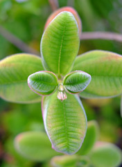 Fototapeta premium Delicate fresh green hairy leaves.