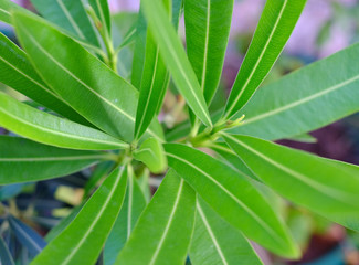 Close top view of fresh leaves, symmetry in nature.