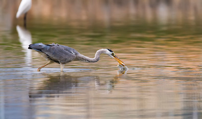 Portrait of natural grey heron