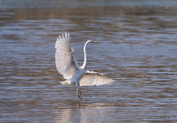 White Egret on a lagoon