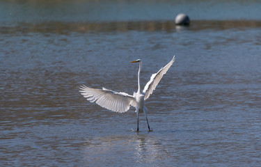 White Egret on a lagoon