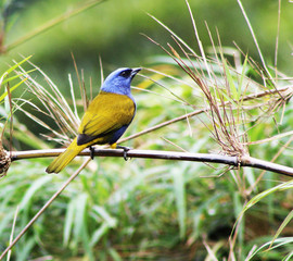 bird