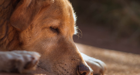 portrait of a dog III