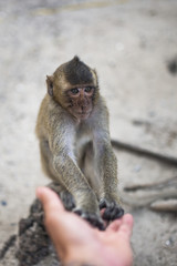 (Selective focus) Portrait of a young macaque monkey who is holding his paw on the hand of a tourist. Galta Ji Jaipur Monkey Temple, India.