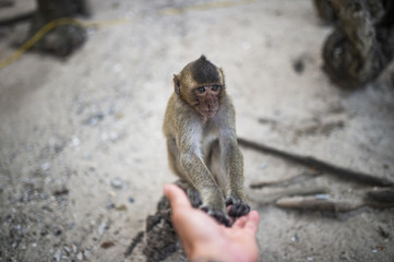 (Selective focus) Portrait of a young macaque monkey who is holding his paw on the hand of a tourist. Galta Ji Jaipur Monkey Temple, India.