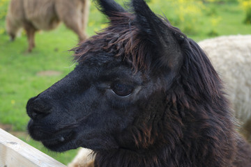alpaca agriculture animal black lama llama head country wool farm