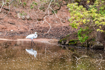 One snowy egret white bird walking wading in Nara park in Japan during springtime with reflection in water