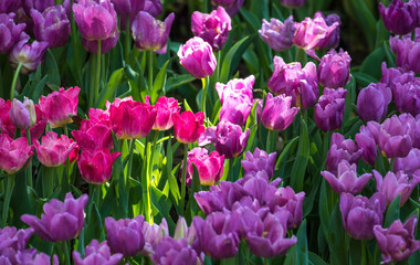Obraz premium Pink flowers tulip lit by sunlight. Tulip is a pot flower plant, Cultivars are used as ornamental plants.