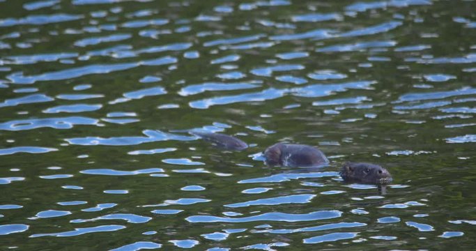 Otter juvenile cub floating swimming dive underwater river Ireland