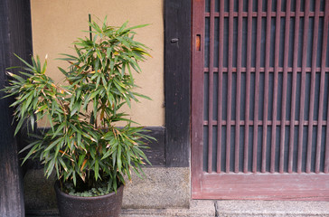 町屋の玄関の前に植えられた植木