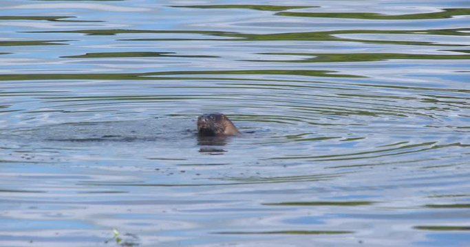 Young Otter eating chewing dives underwater river Ireland