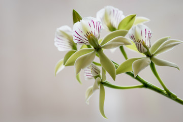 Backlit green orchid flowers on beige background