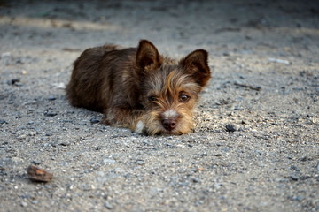 little shaggy red dog