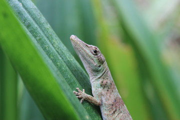 lizard