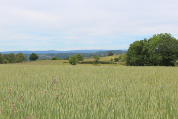 Fototapeta premium countryside landscape in the cantal in France
