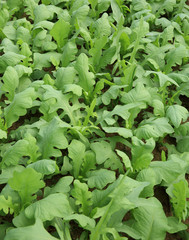 Green indian lettuce plants growing at vegetable garden