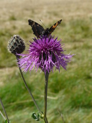 Closeup of butterfly on thistle