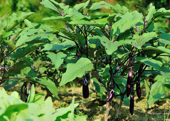 Eggplants in growth at vegetable garden