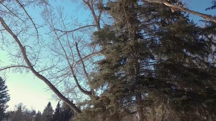 Spruce tree being blown by wind
