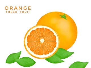 Hand drawn of fresh orange isolated on white background, Creative minimalistic food concept, set, Space for your text