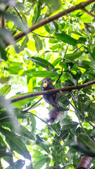 Small black squirrel Eat bananas on the tree.