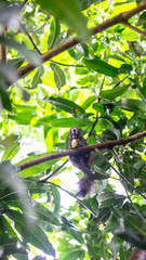 Small black squirrel Eat bananas on the tree.