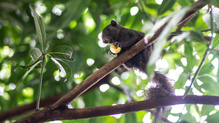 Small black squirrel Eat bananas on the tree.