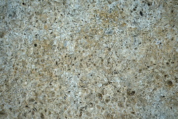 background texture stone shell