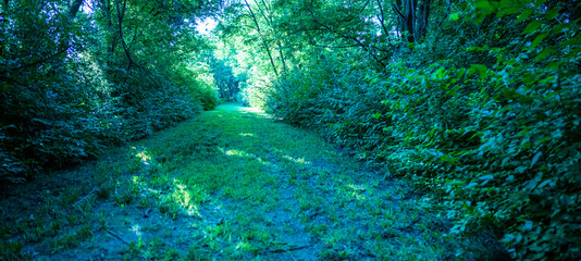 Light in path in forest
