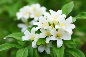 close up of beautiful orange jasmine flower - obrazy, fototapety, plakaty