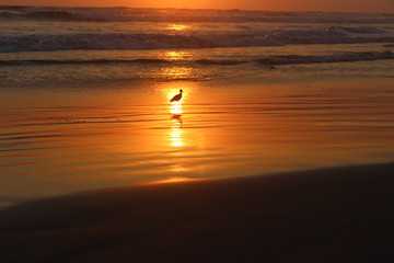 Destellos dorados en el mar