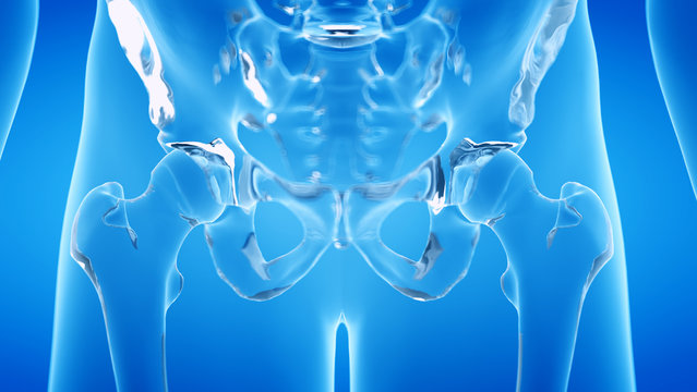3d rendered illustration of the human, skeletal hip