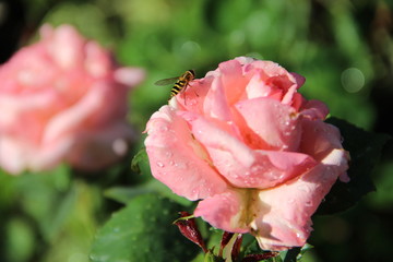 pink rose