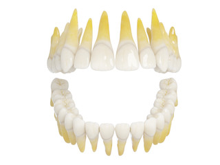 3d rendered illustration of healthy human teeth