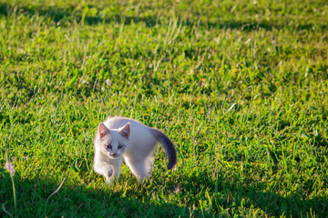 the kitten is walking through the grass