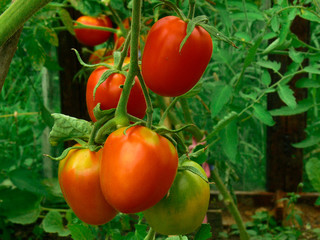 red tomatoes hang in a greenhouse on a branch