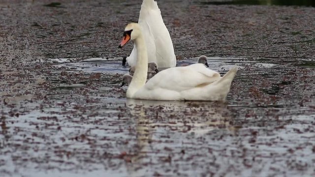 swan dives into the water for a meal next to his family 