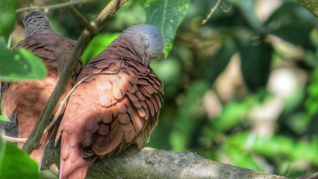 lindo p&aacute;ssaro na natureza, paisagem rolinha