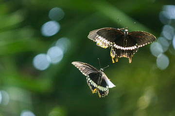 Flying Butterflys