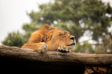Lion resting in the sun