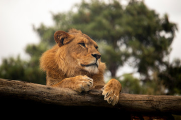 Lion resting in the sun