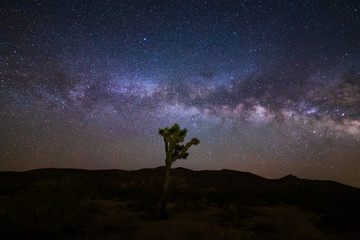 Lone Joshua Tree against the Milky Way