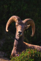 Big Horned Sheep portrait closeup