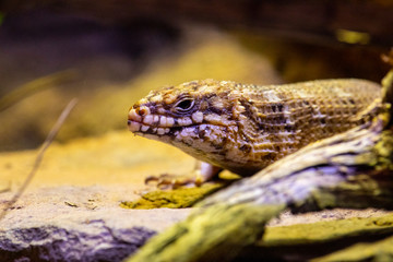 Little lizard hiding behind a log