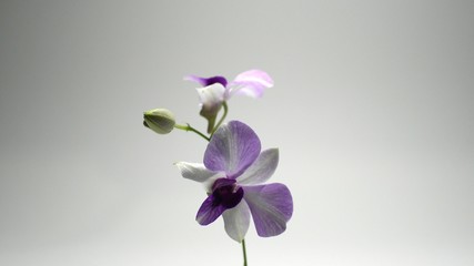 Purple and white orchid flowers, isolated on white background