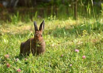 Wild hare eating clover