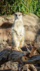 Meerkat standing on a rock