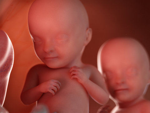 3d rendered illustration of twin fetuses - week 32
